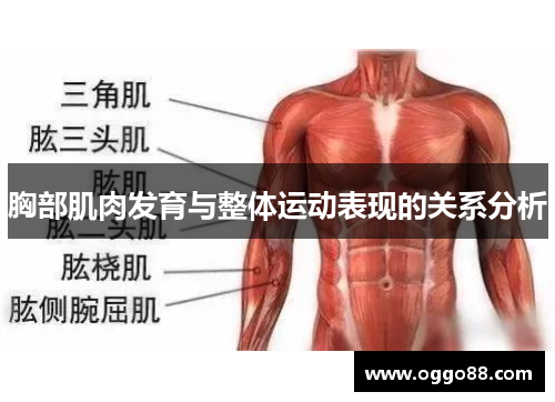 胸部肌肉发育与整体运动表现的关系分析 胸部肌肉发育与整体运动表现的关系分析